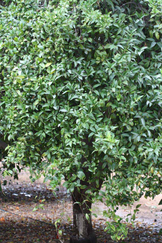            Habit (Riverside, CA)   